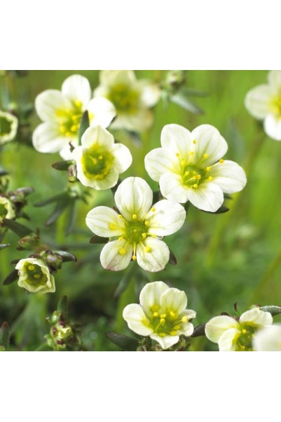 Ломикамень Арендса Айс Корал Перл Уайт белые цветы